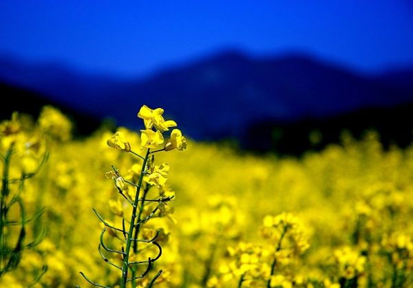 Rapeseed Flowers in Luoping County