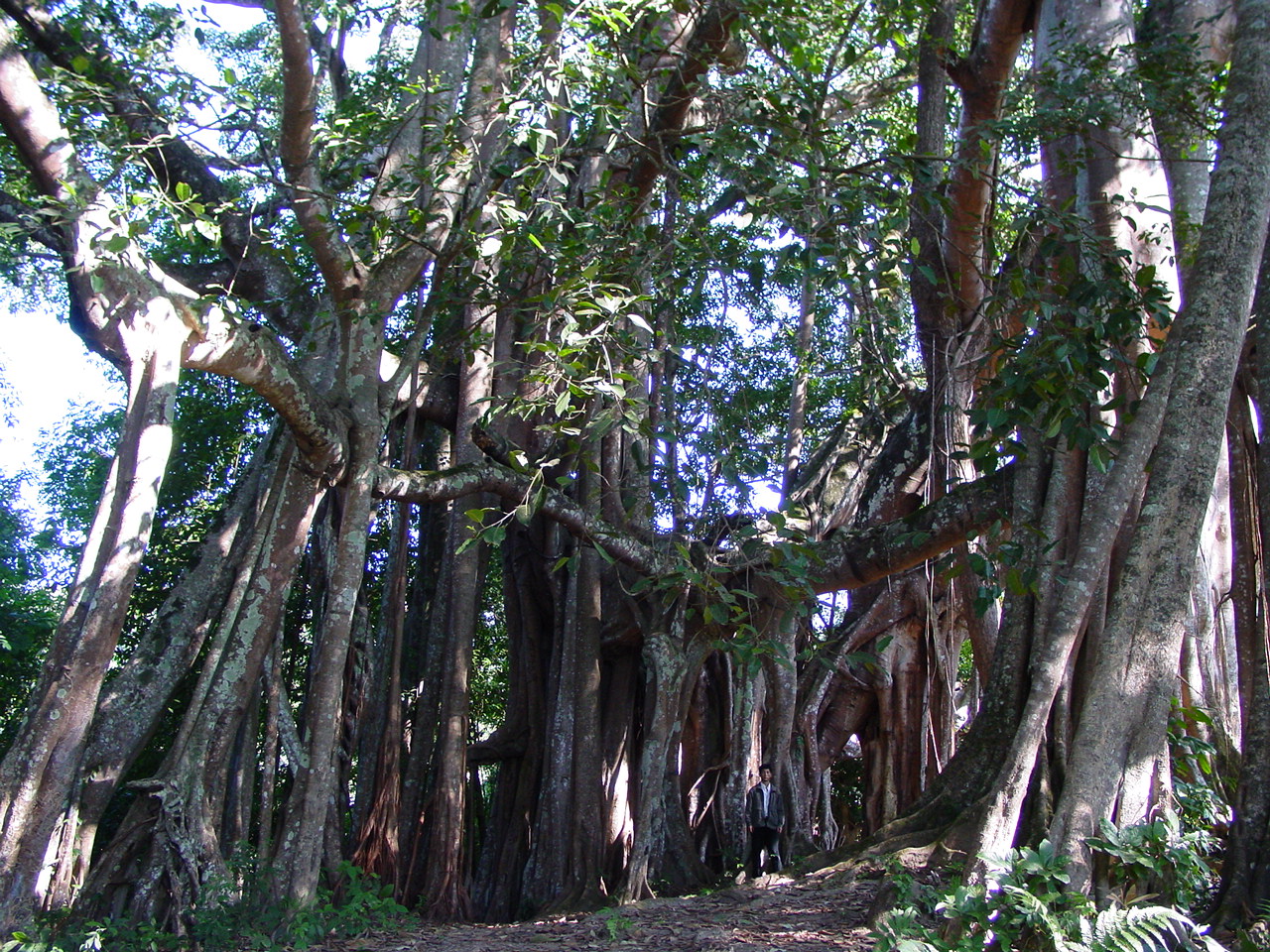The King Banyan Trees in Dehong