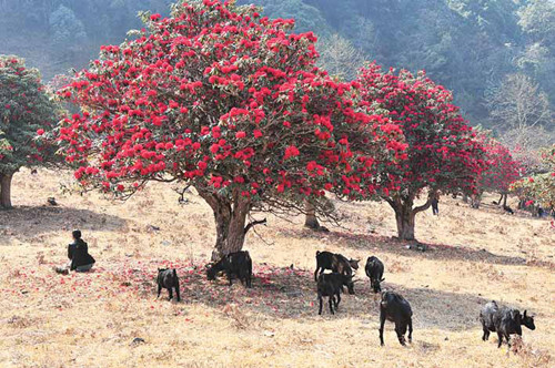 King Azalea Tree in the World,Baoshan
