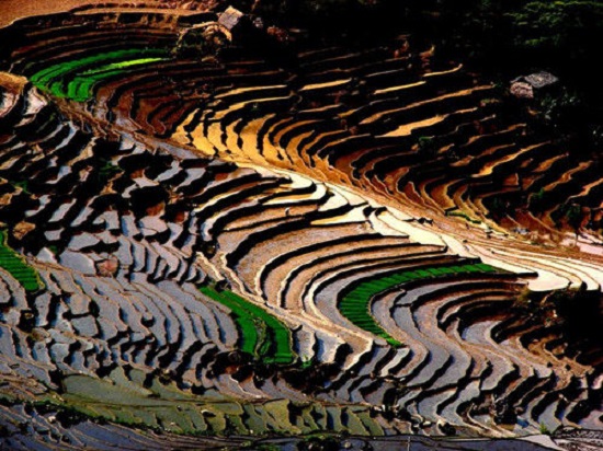 Ejia Rice Terraces in Shuangbai County