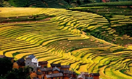 Ejia Rice Terraces in Shuangbai County