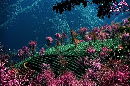 Cherry Blossoms Valley of Wuliangshan Mountain in Nanjian County,Dali