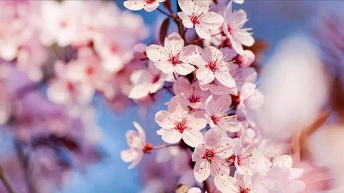 Cherry Blossoms Valley of Wuliangshan Mountain in Nanjian County,Dali