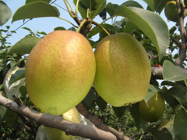 Honey-sweet pear