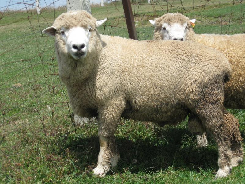 Yunnan Semi-wool Sheep